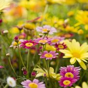 Best Perennial Plants and Flowers