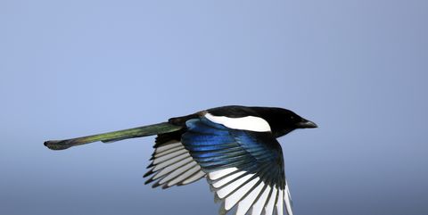 magpie cyclist attack